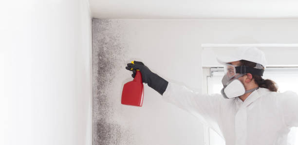 Best Commercial Mold Removal  in Kissimmee, FL
