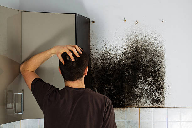 Professional Mold Removal in Kissimmee, FL