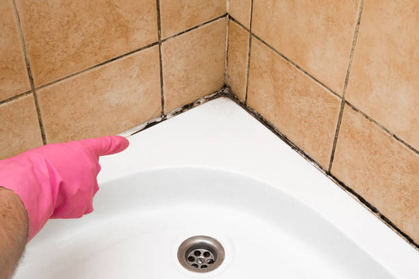 Best Mold Damage Repair  in Kissimmee, FL